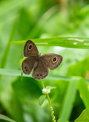 草丛拟稻眉眼蝶摄影图片